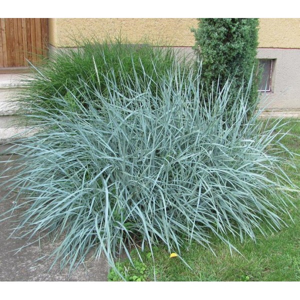 Grass - Leymus arenarius 'Blue Dune'     