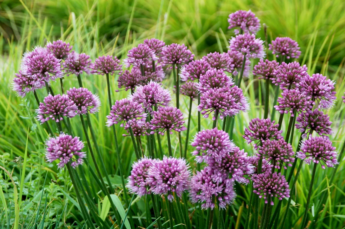 Allium hybrid 'Windy City' PP28100