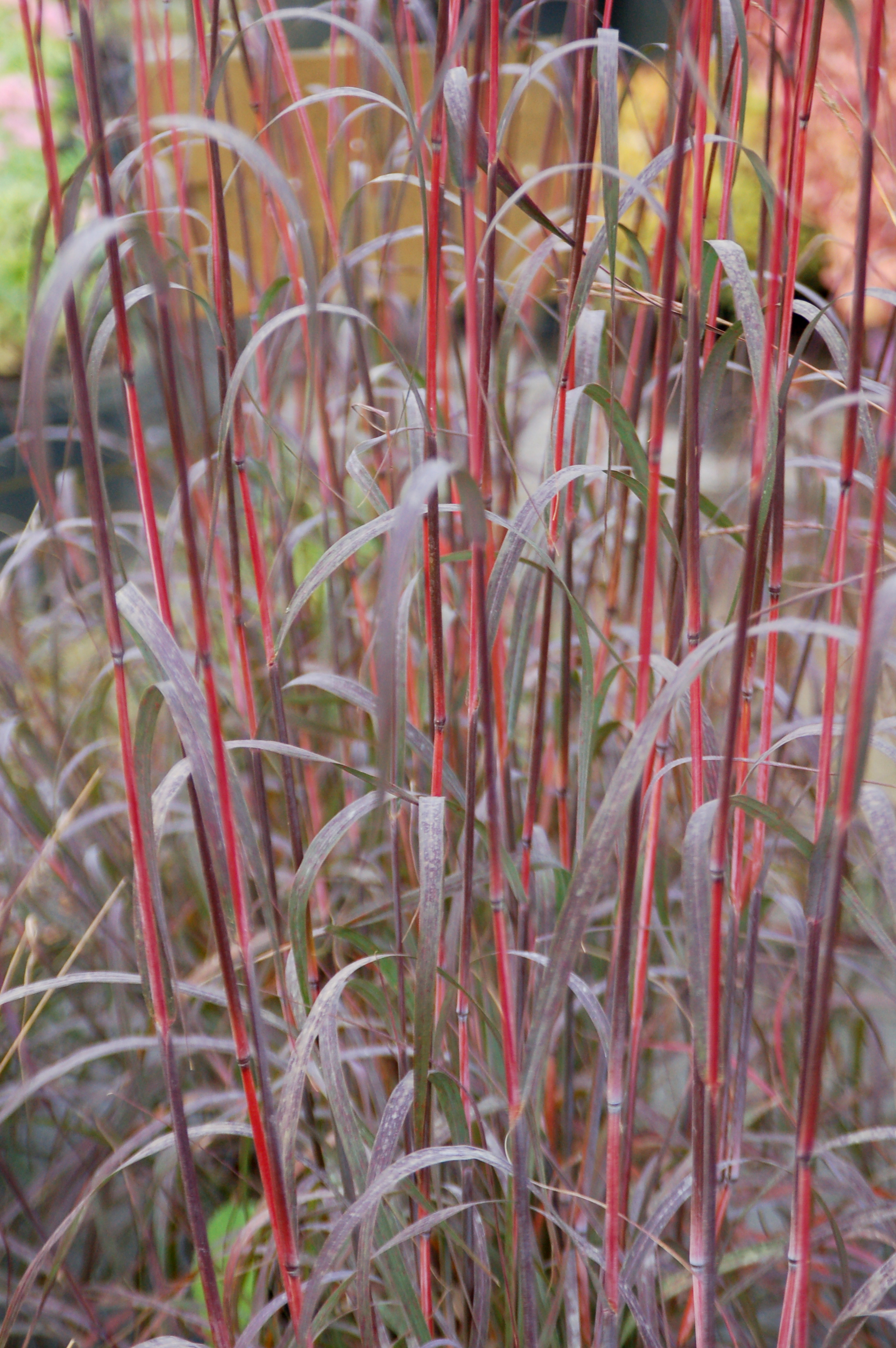 Grass - Andropogon gerardii 'Holy Smoke' PP33929