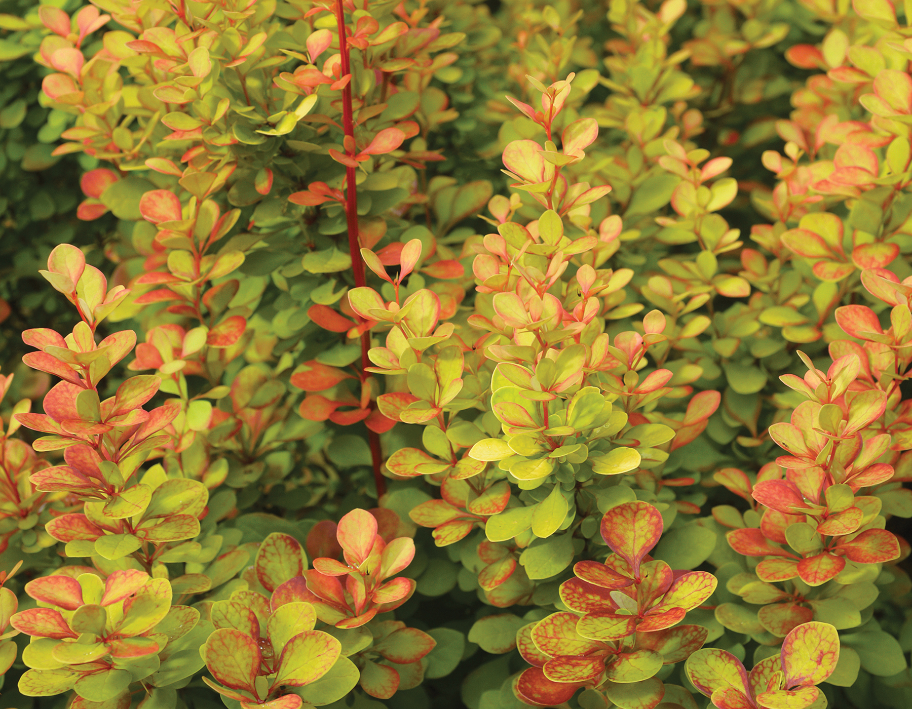 Berberis thunbergii ‘Orange Torch’ PP27831