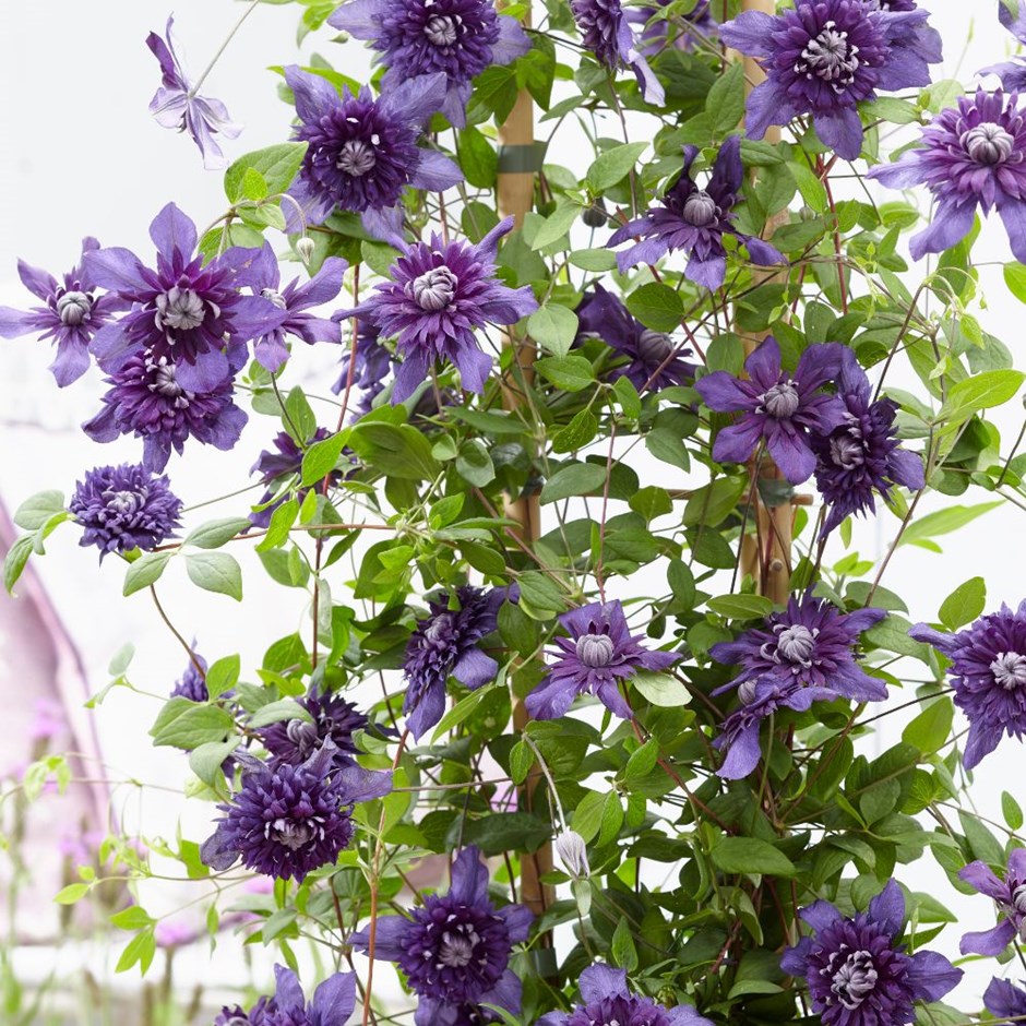 Clematis florida Manju ('Kokonoe White')
