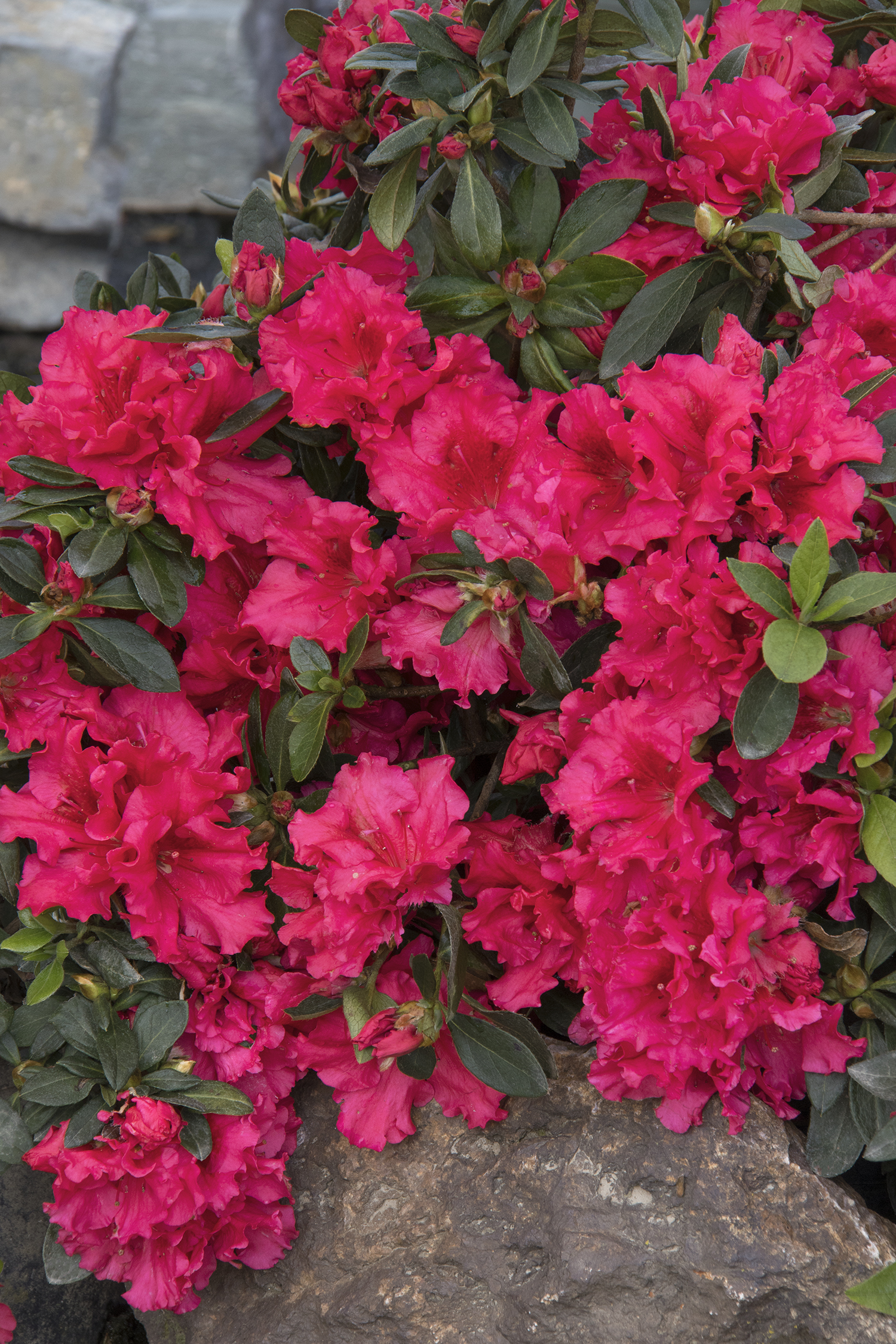 Rhododendron Holden’s® Raspberry Ruffles ('HoldenRhodo214') PPAF
