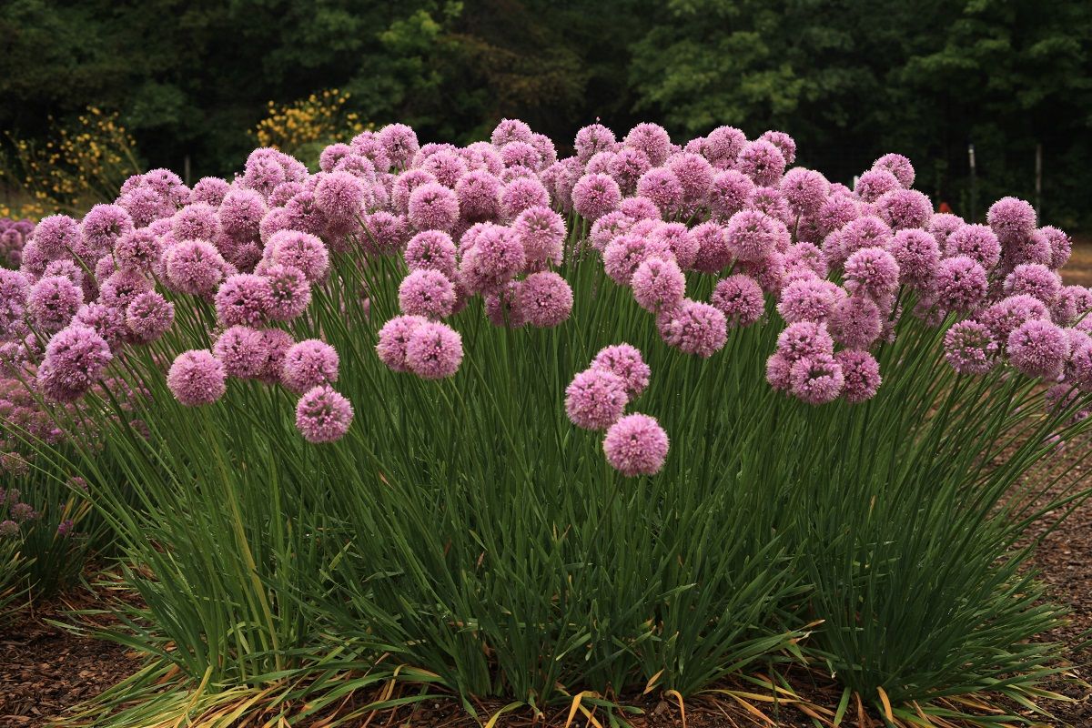 Allium hybrid Glitterbug® Pink Moon Rising® ('Nongnisl') 