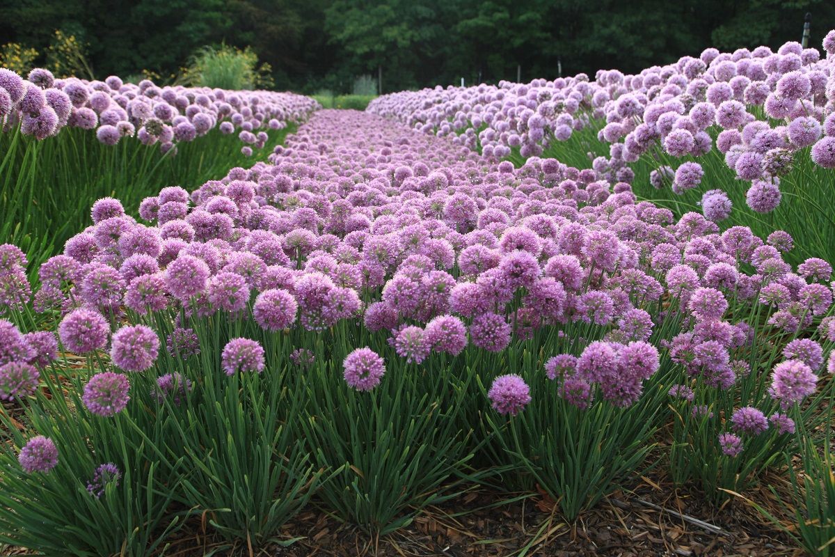 Allium hybrid Glitterbug® Humble Bumble® (`Nonelbmu’) 