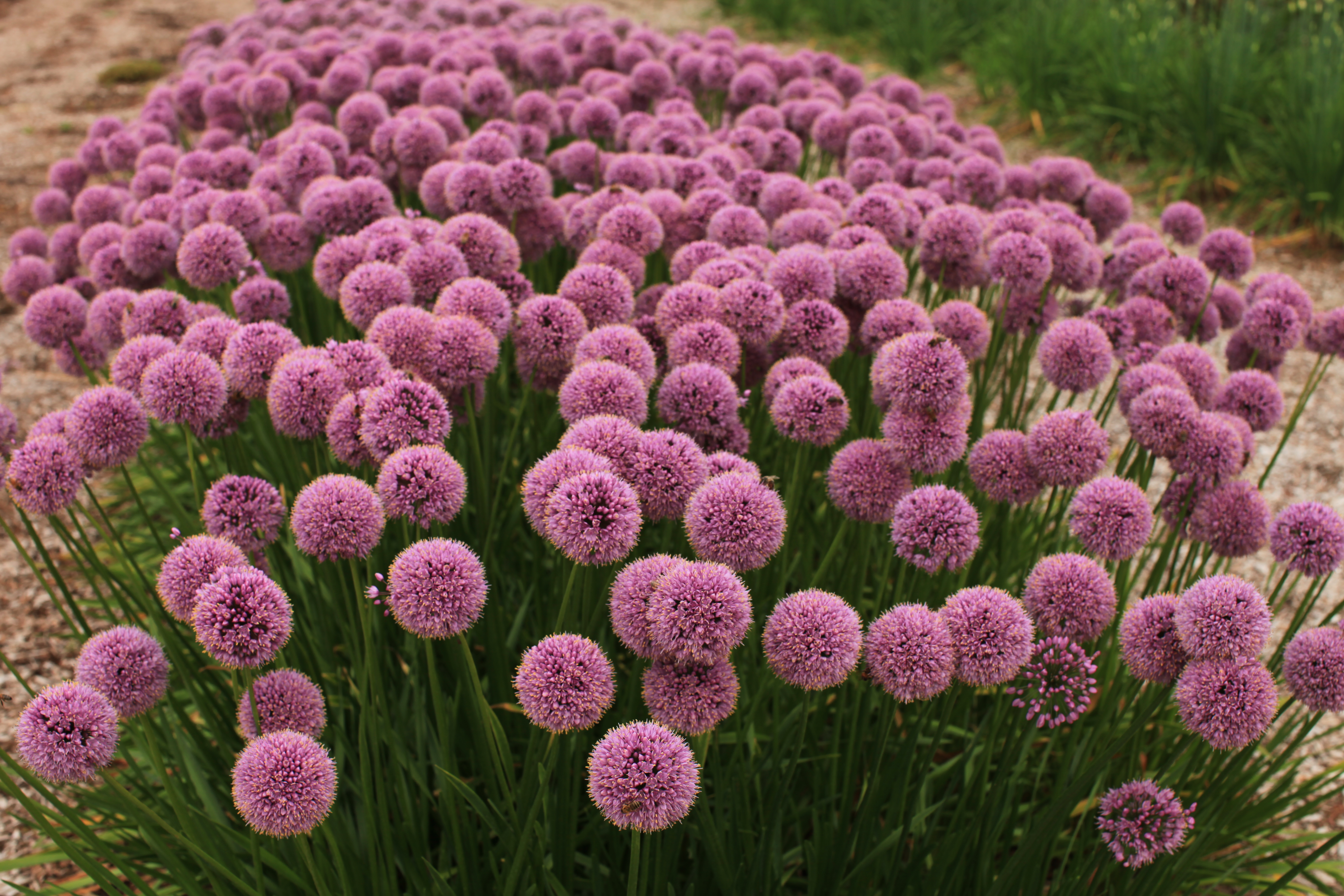 Allium hybrid Glitterbug® All A’ Flutter® (`Nonrettu’) 