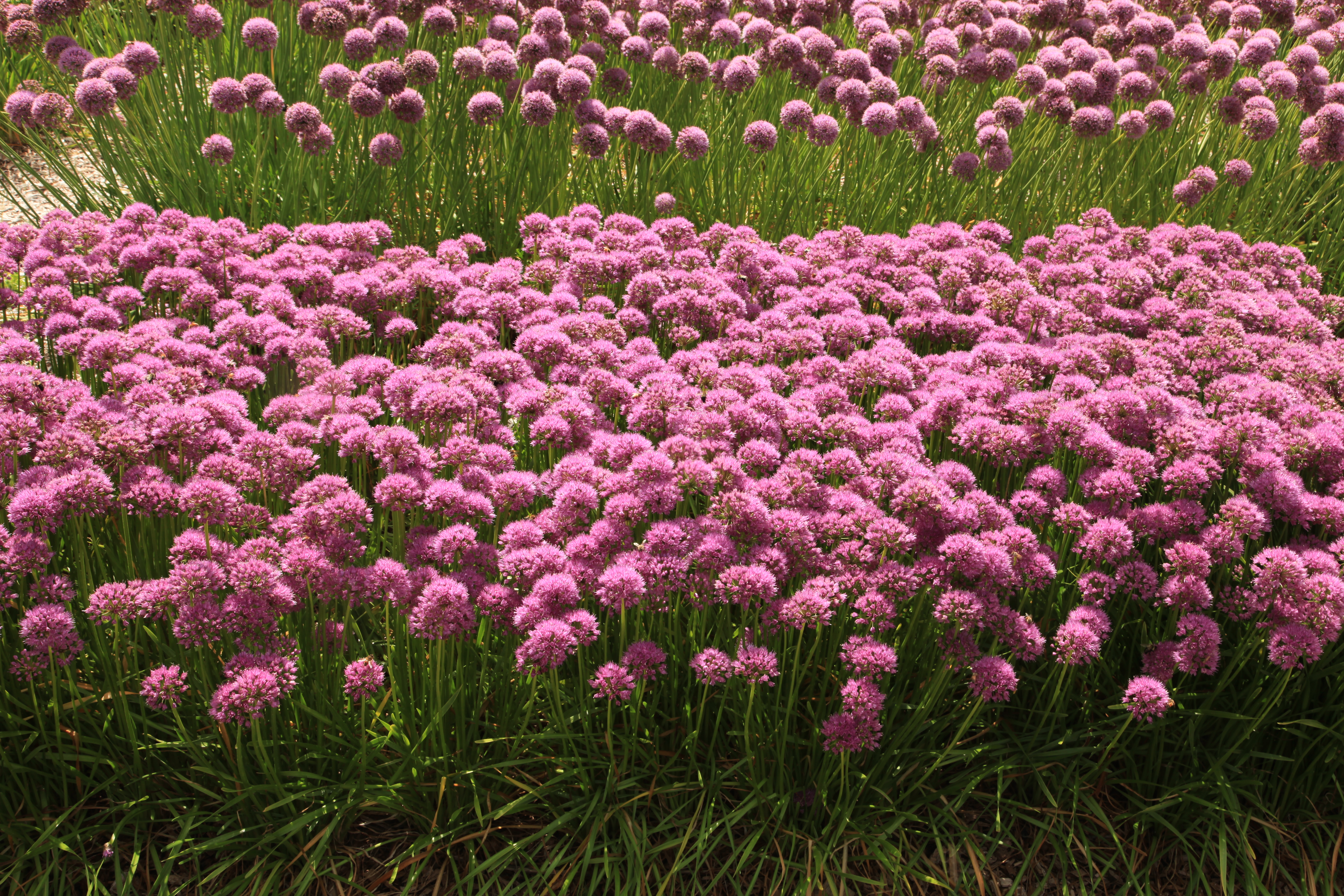 Allium hybrid Glitterbug® Bee’s Knees® (`Nonseenk’)