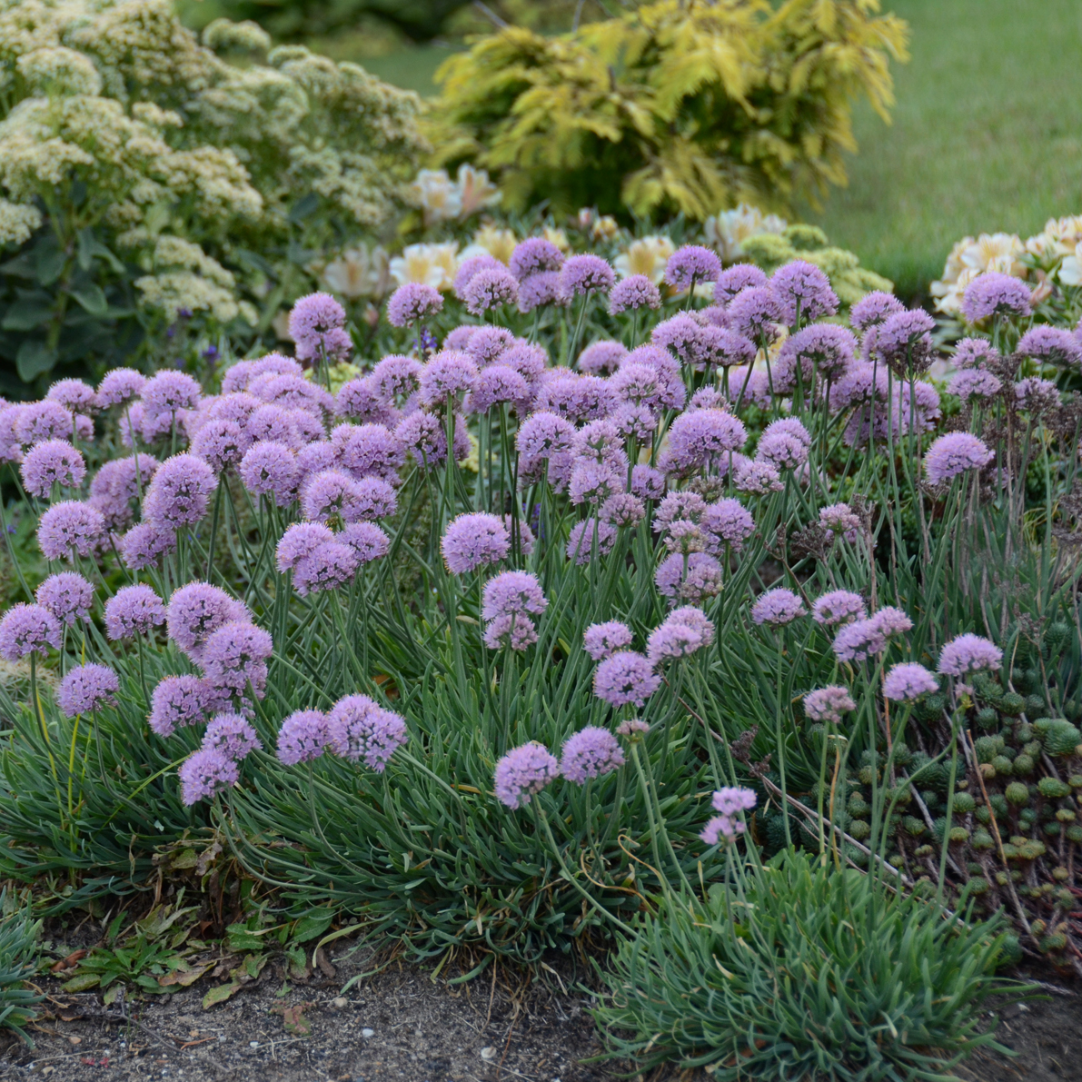 Allium senescens 'Blue Eddy' 