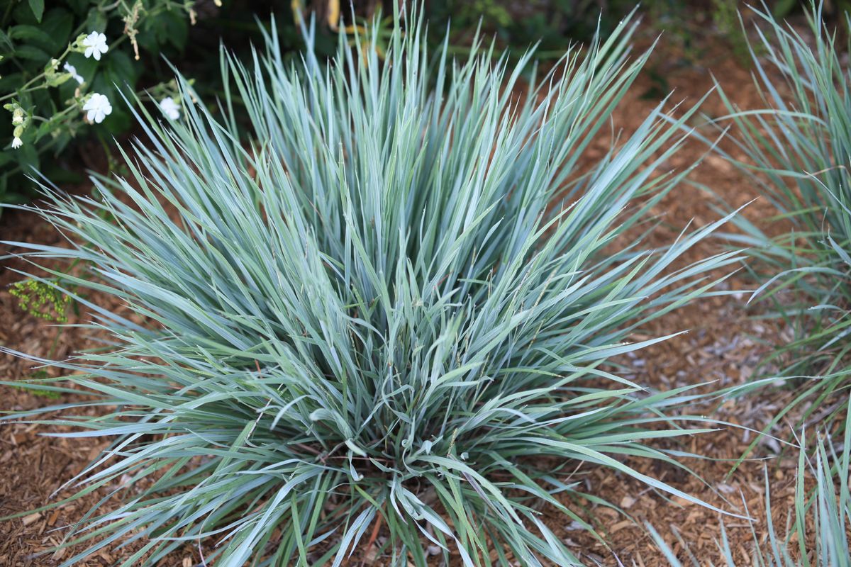 Grass - Schizachyrium scoparium Free Spirit® Purple Arrow® ('Nonwrr') PPAF