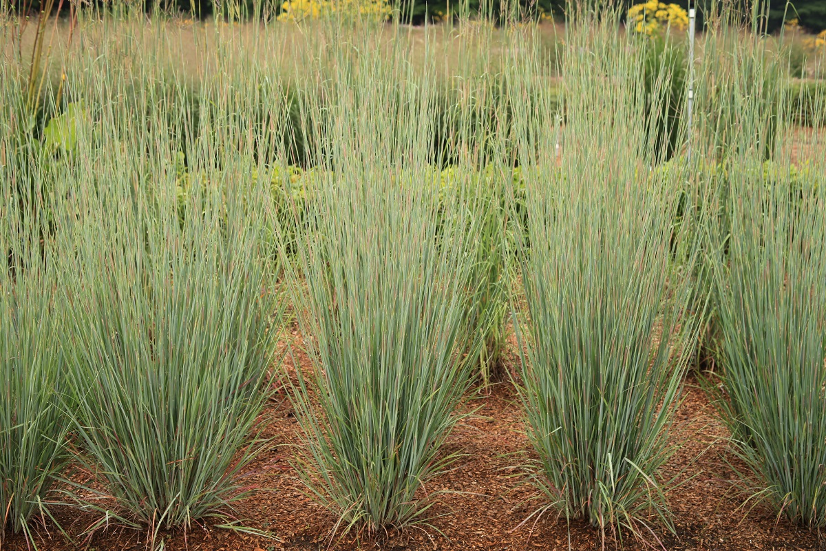 Grass - Schizachyrium scoparium Free Spirit® Tall Arrow® (
