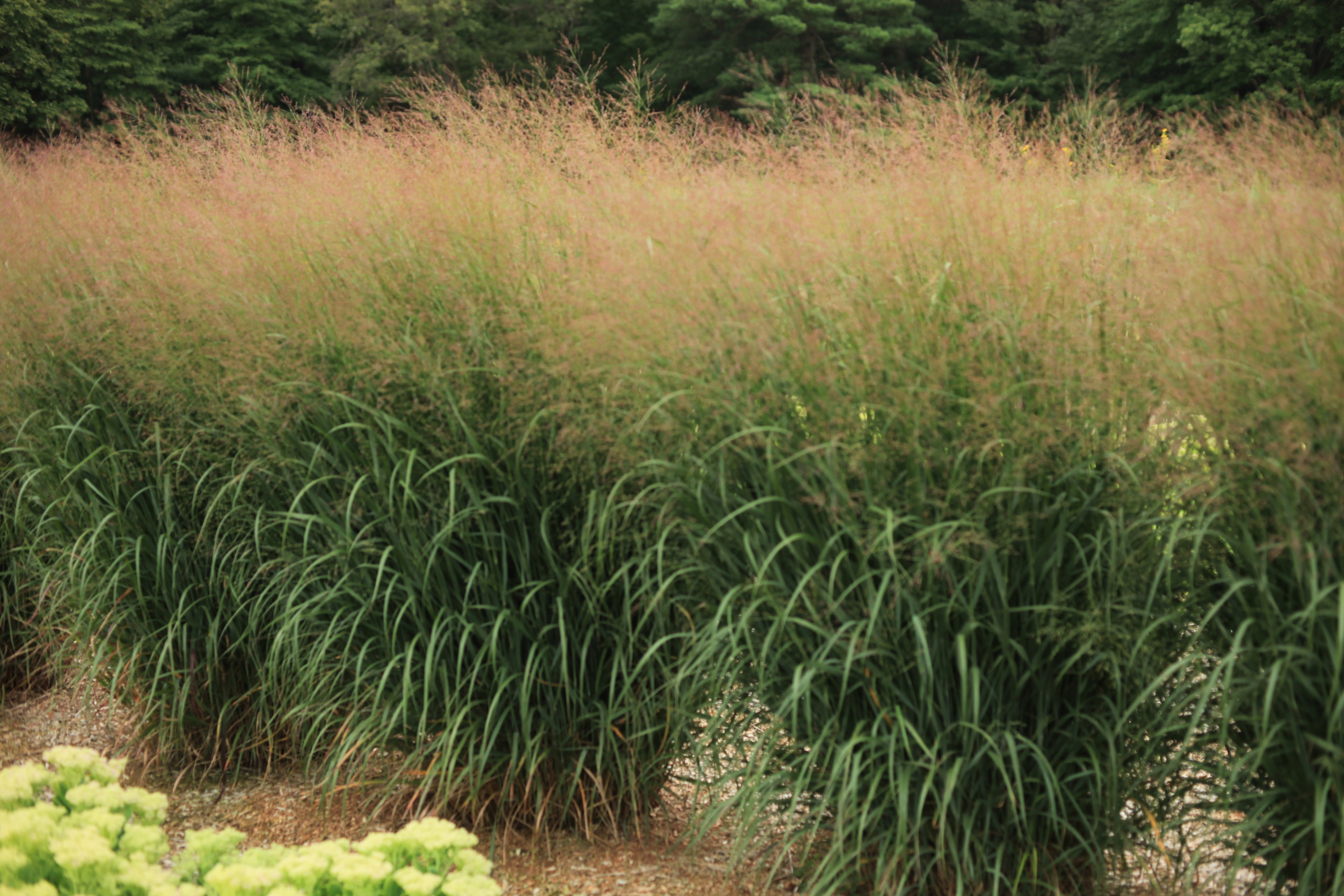 Grass - Panicum virgatum Dream Catcher® Misty Blue® ('Noneulbyt')