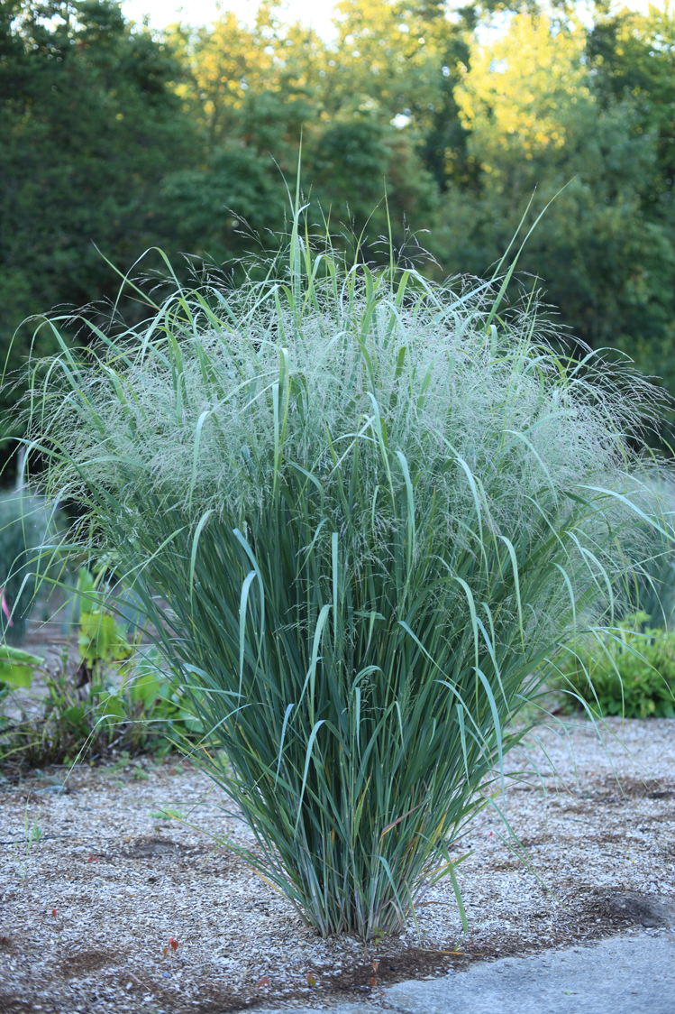 Grass - Panicum virgatum Dream Catcher® Old Faithful® (`Nonlufht') PP36205