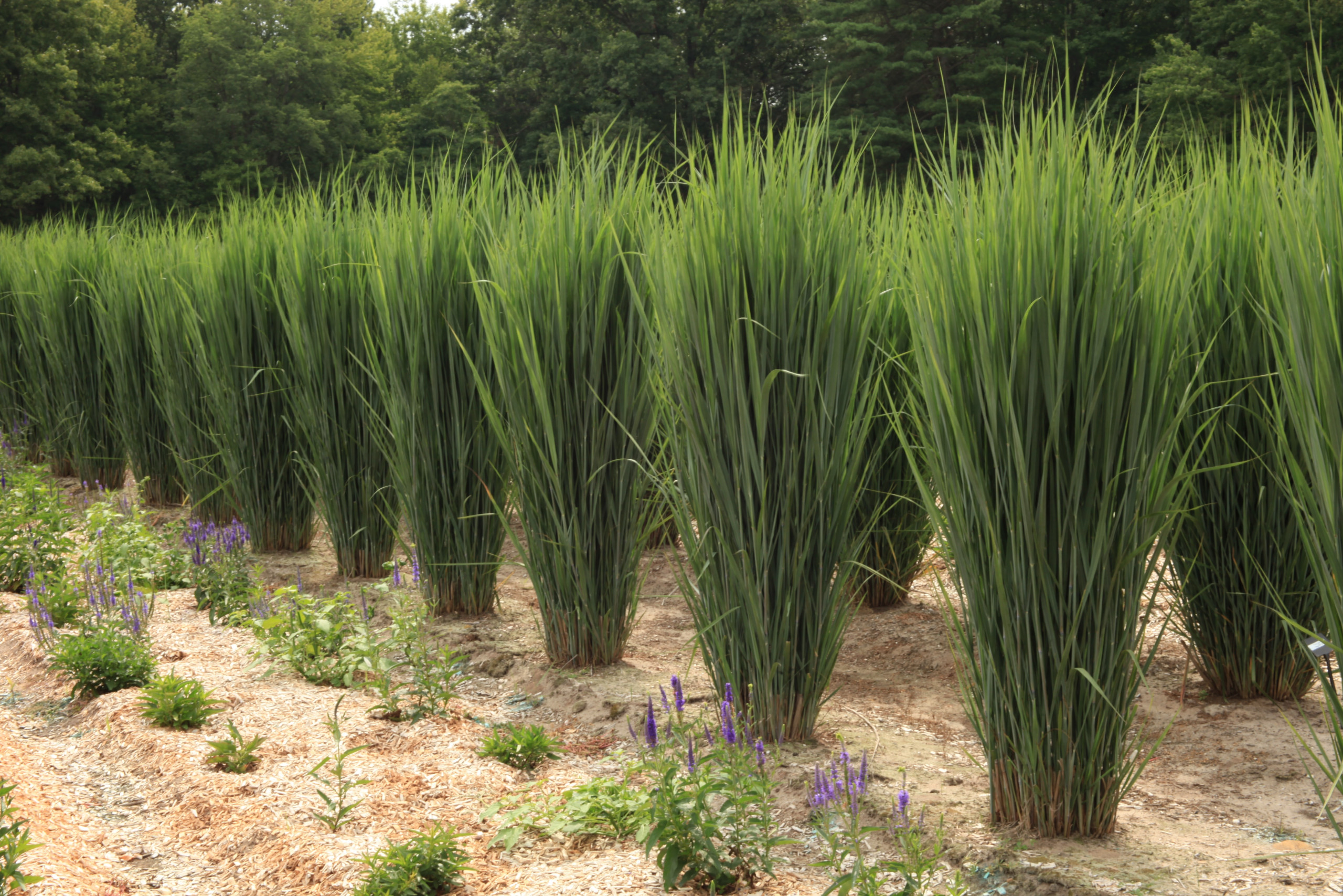 Grass - Panicum virgatum Dream Catcher® 
Lightning Bolt® ('Nontlobg')