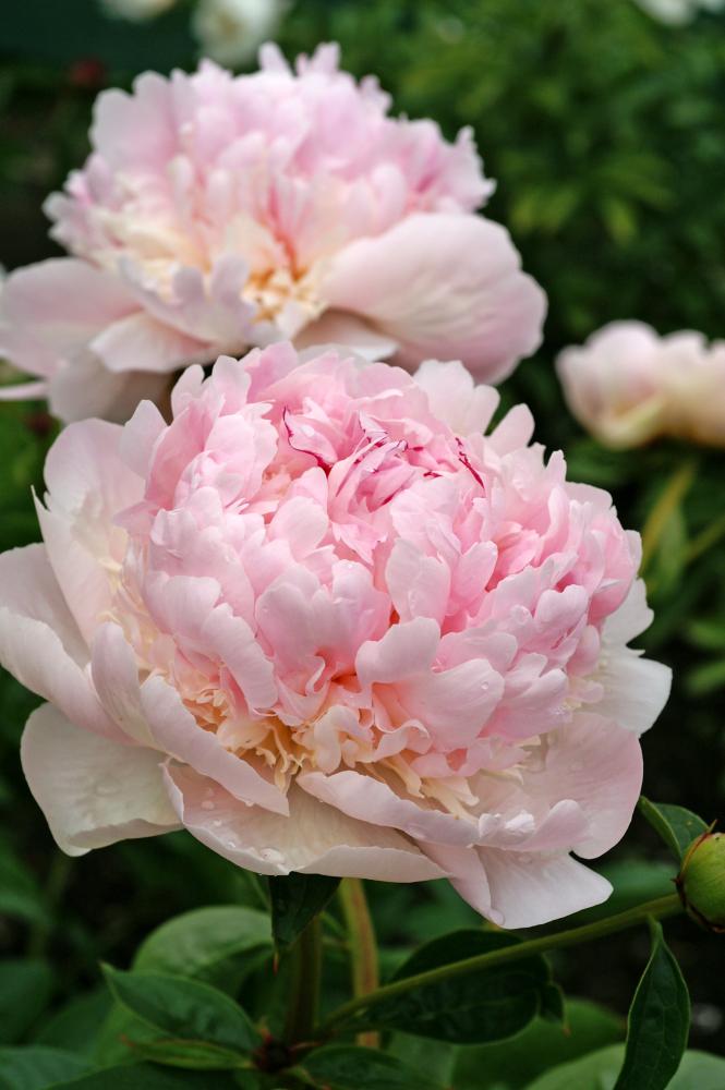 Paeonia lactiflora 'Angel Cheeks'  