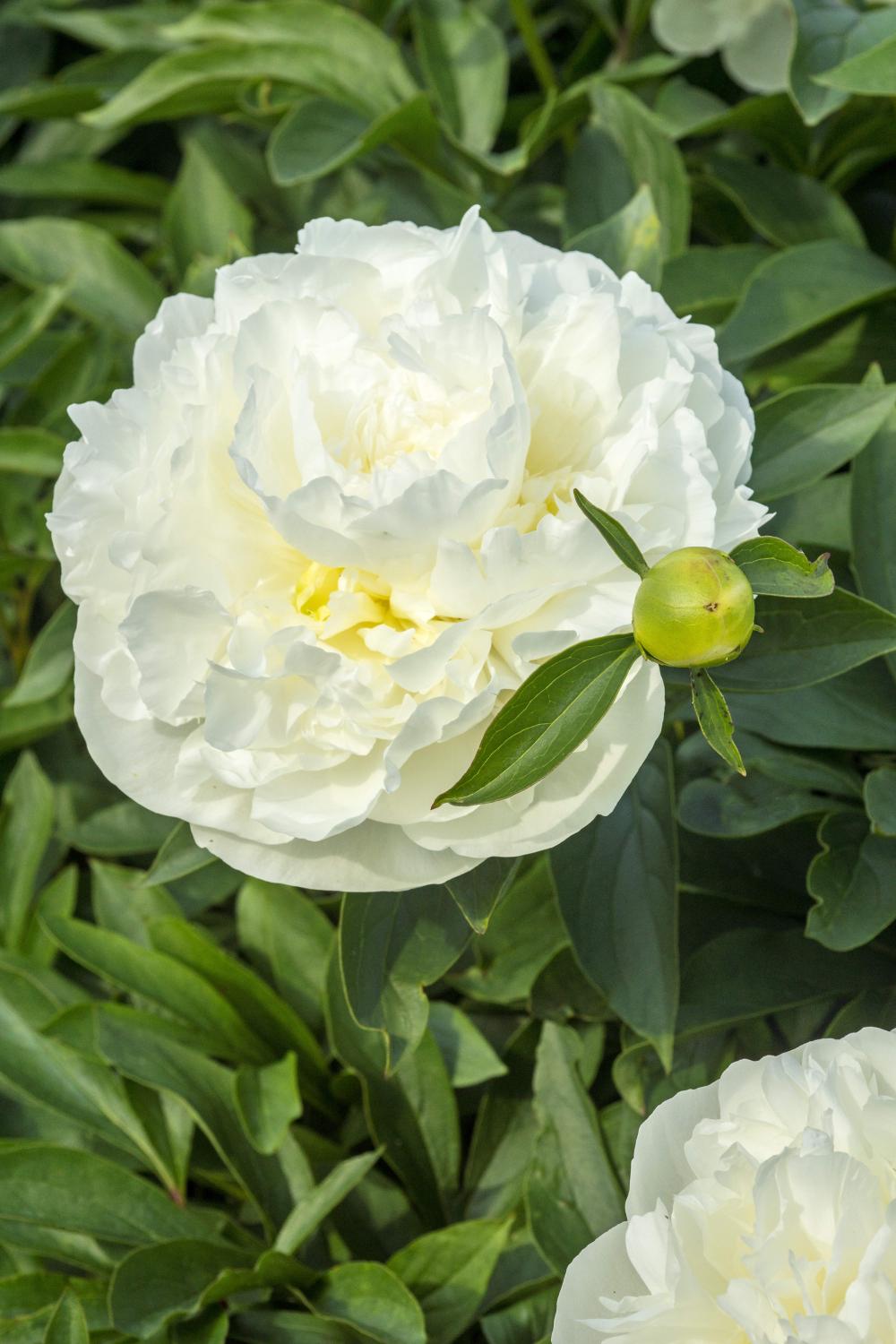 Paeonia lactiflora 'Duchesse de Nemours'  