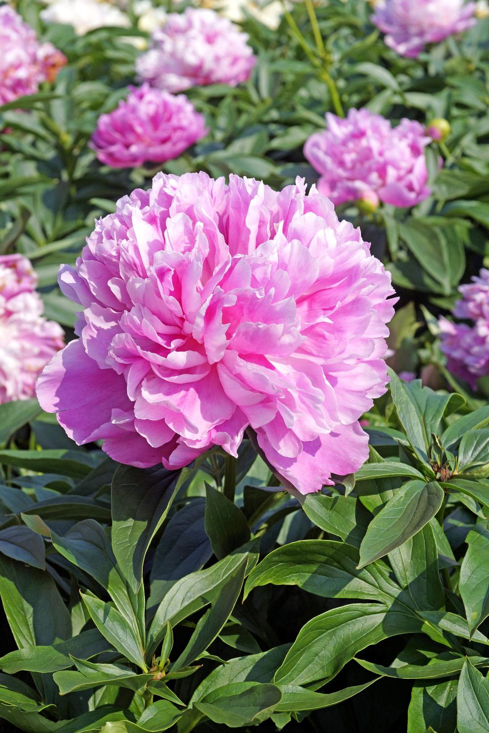 Paeonia lactiflora 'Monsieur Jules Elie' 