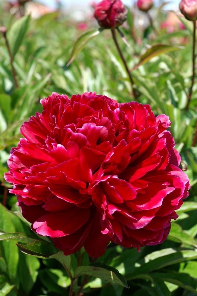 Paeonia lactiflora 'Red Sarah Bernhardt'