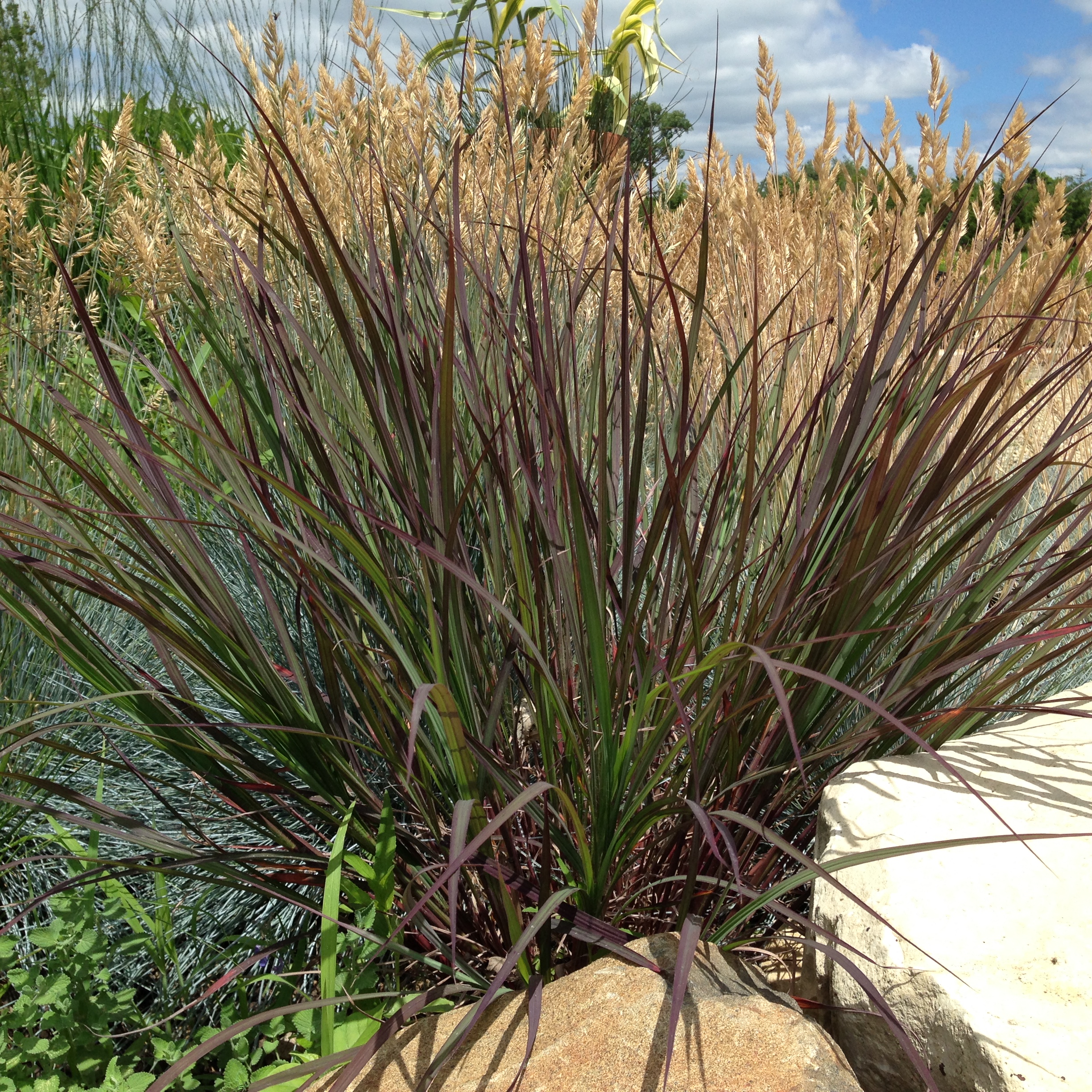 Grass - Andropogon gerardii 'Blackhawks' PP27949