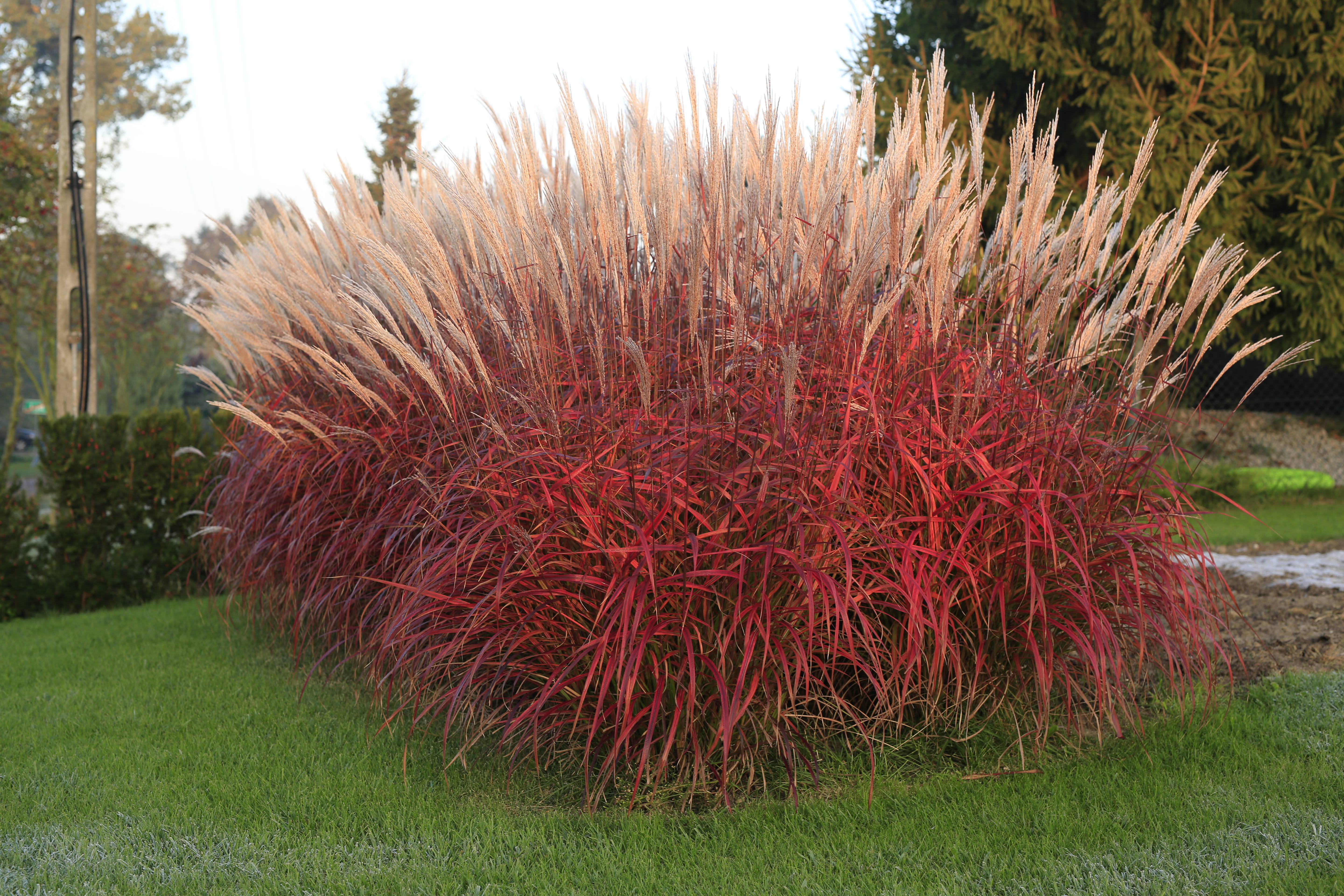 Grass - Miscanthus sinensis 'Lady in Red' PPAF