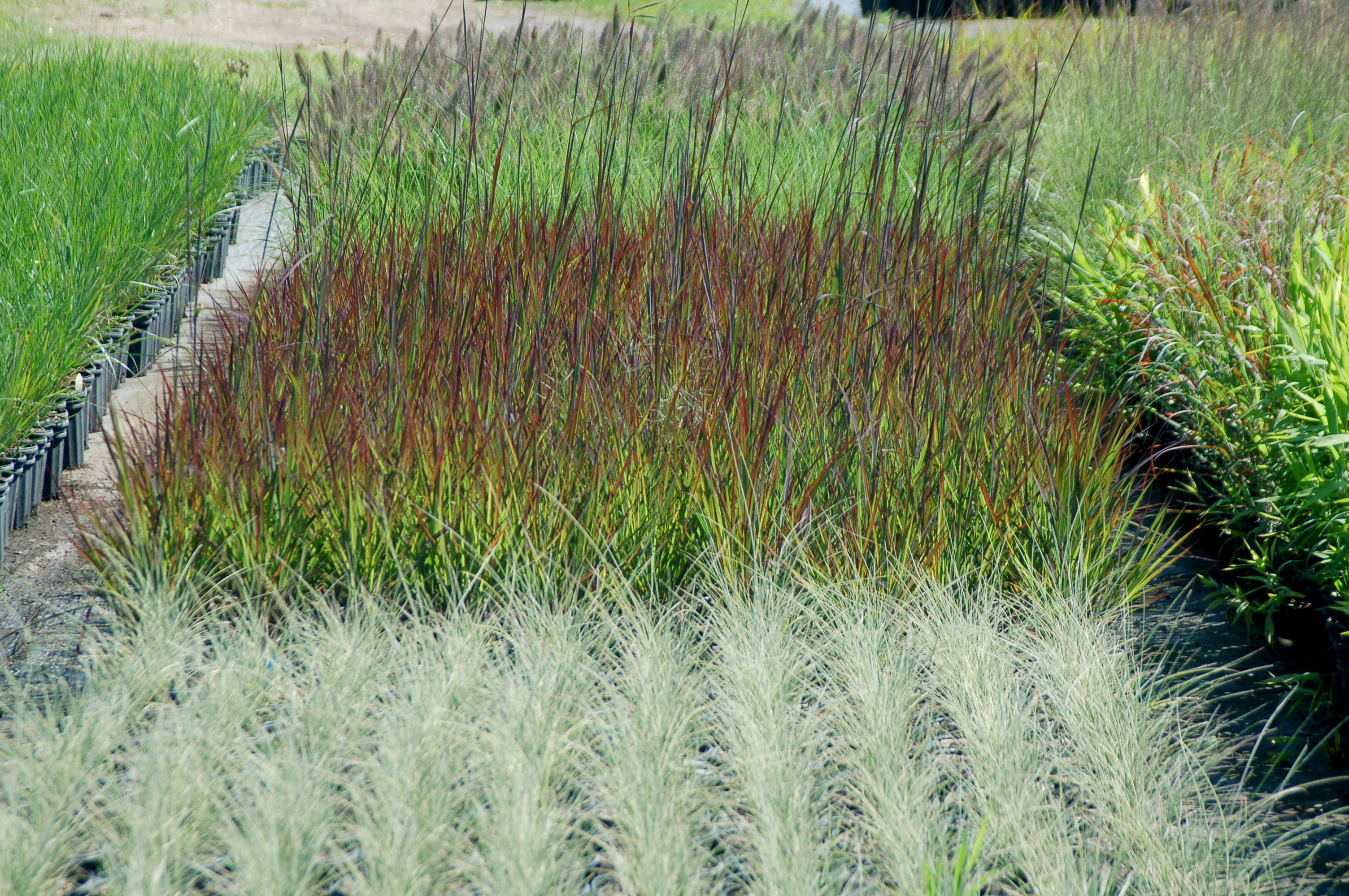 Grass - Andropogon gerardii 'Red October' PP26283