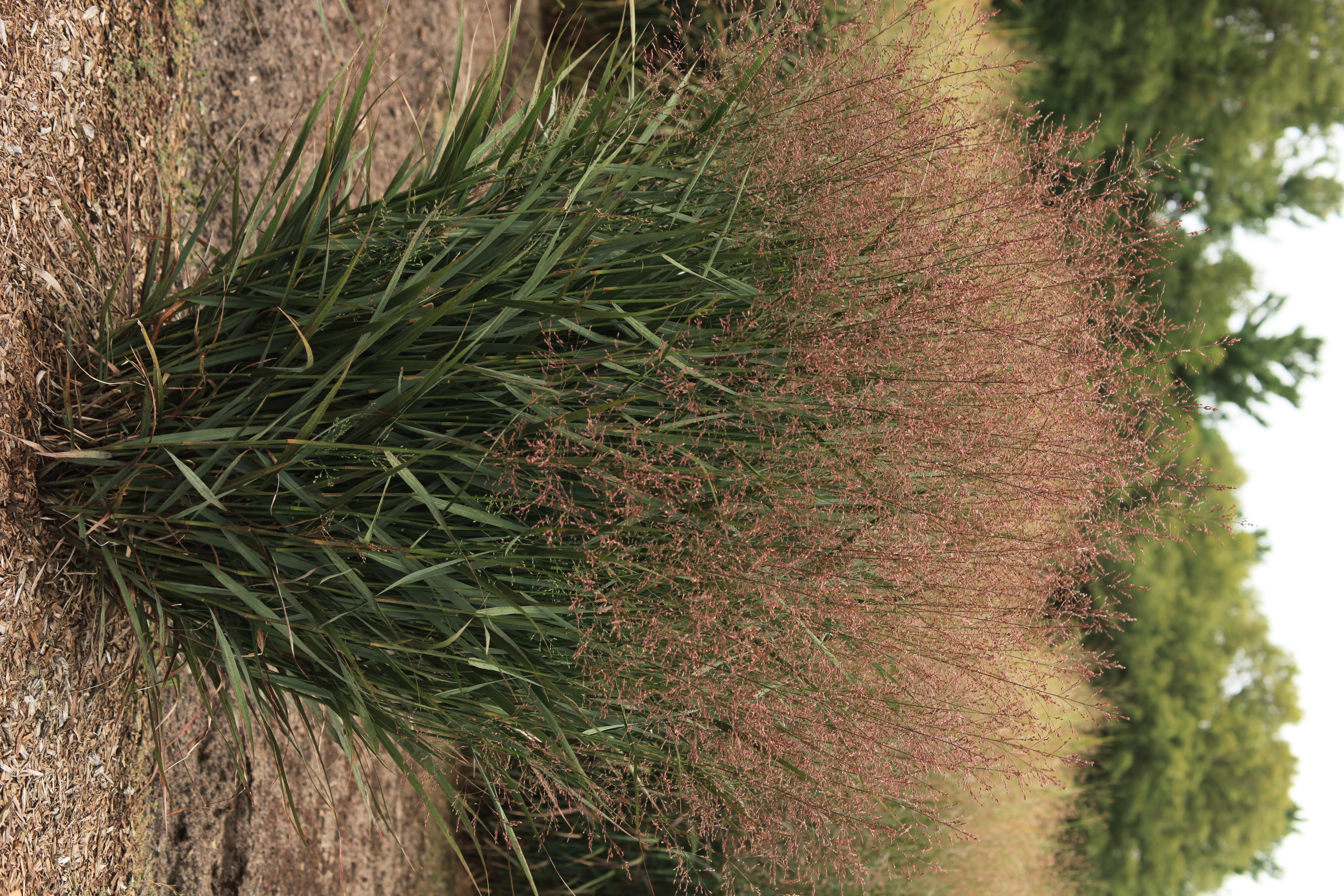 Grass - Panicum virgatum Dream Catcher® Blue Rose™ ('Nonesore') 