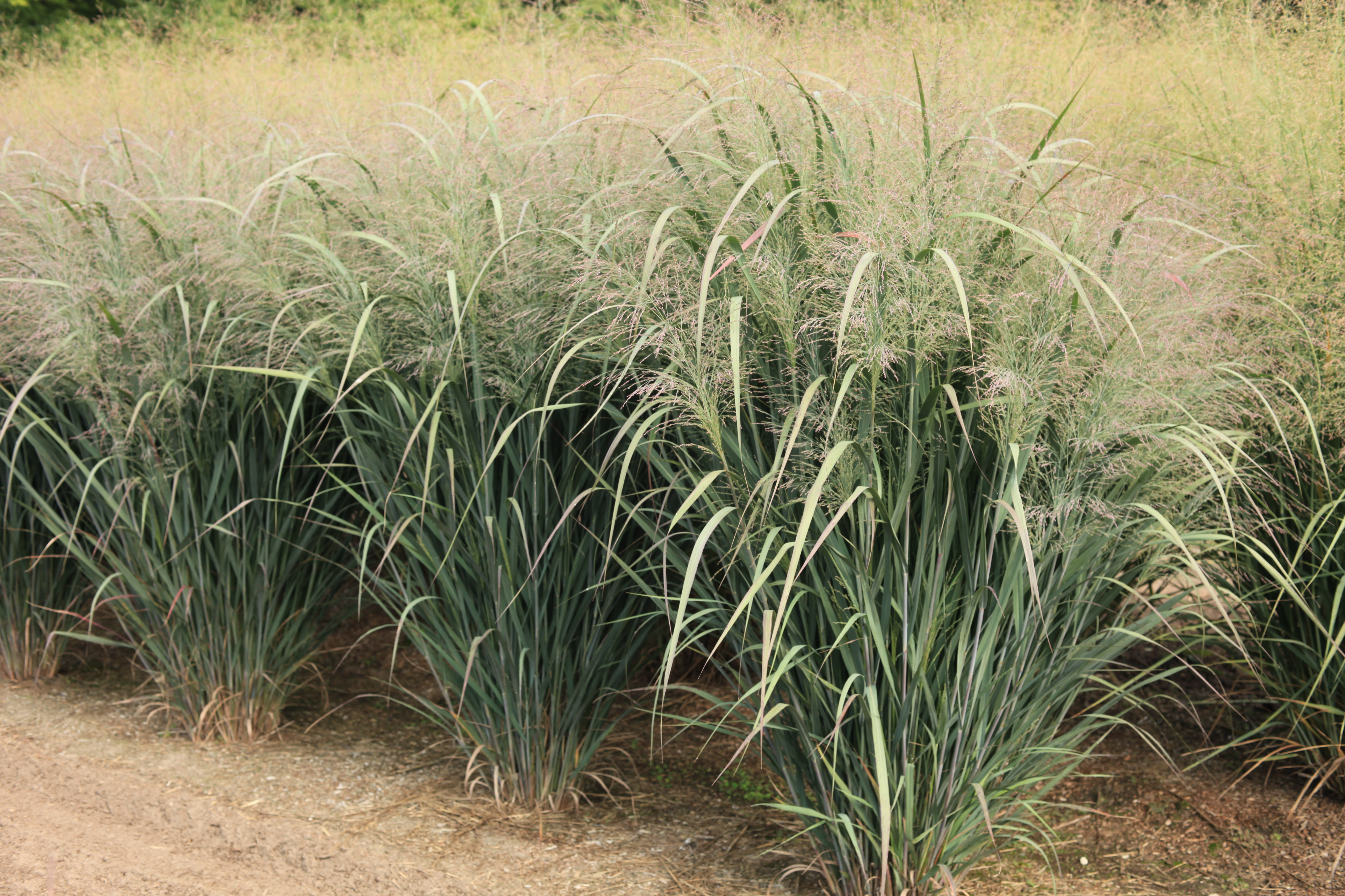 Grass - Panicum virgatum Dream Catcher® Purple Mist™ ('Nontsime')     
