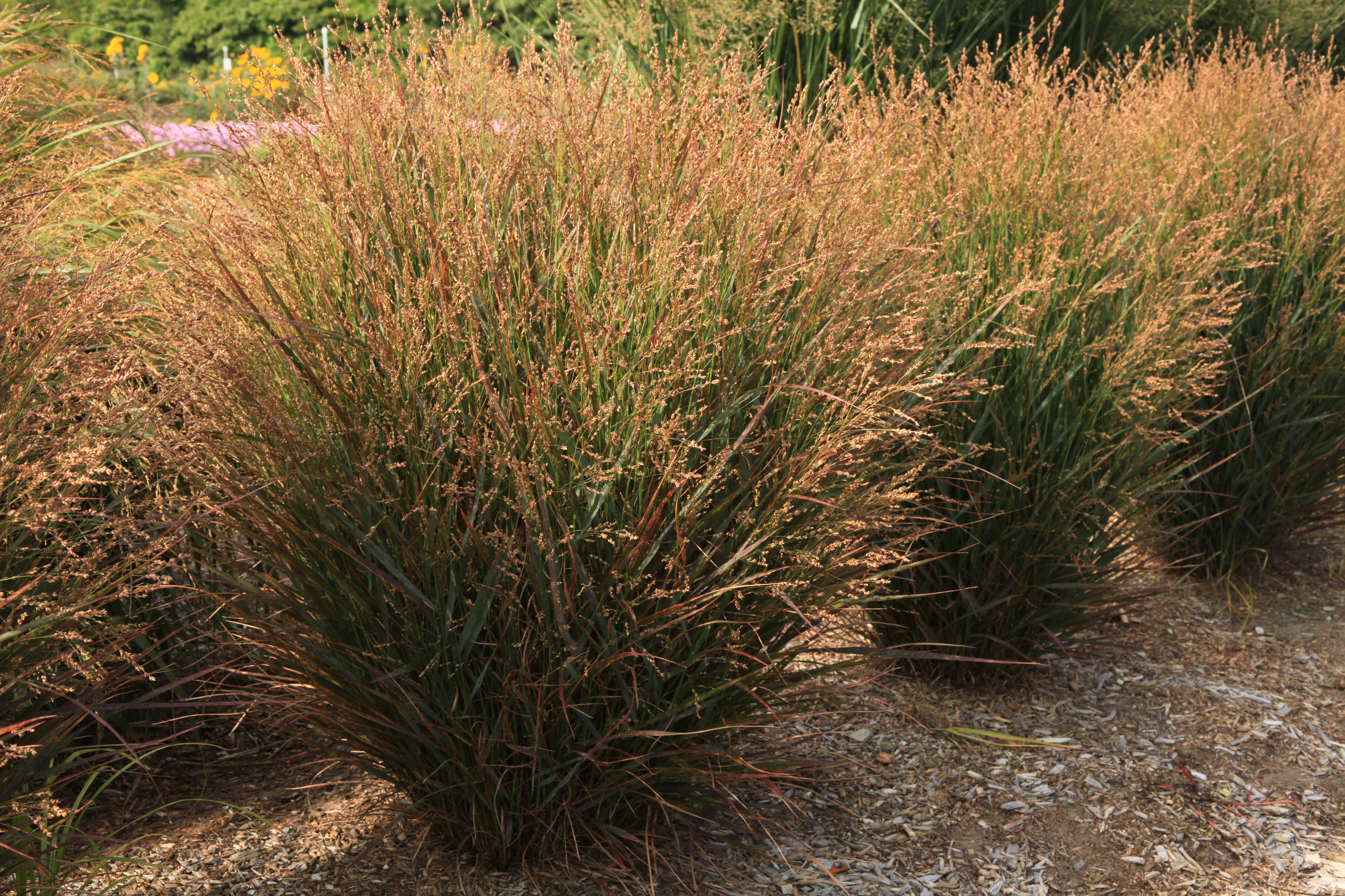 Grass - Panicum virgatum Dream Catcher® Sidekick™ ('Nonkcike') 