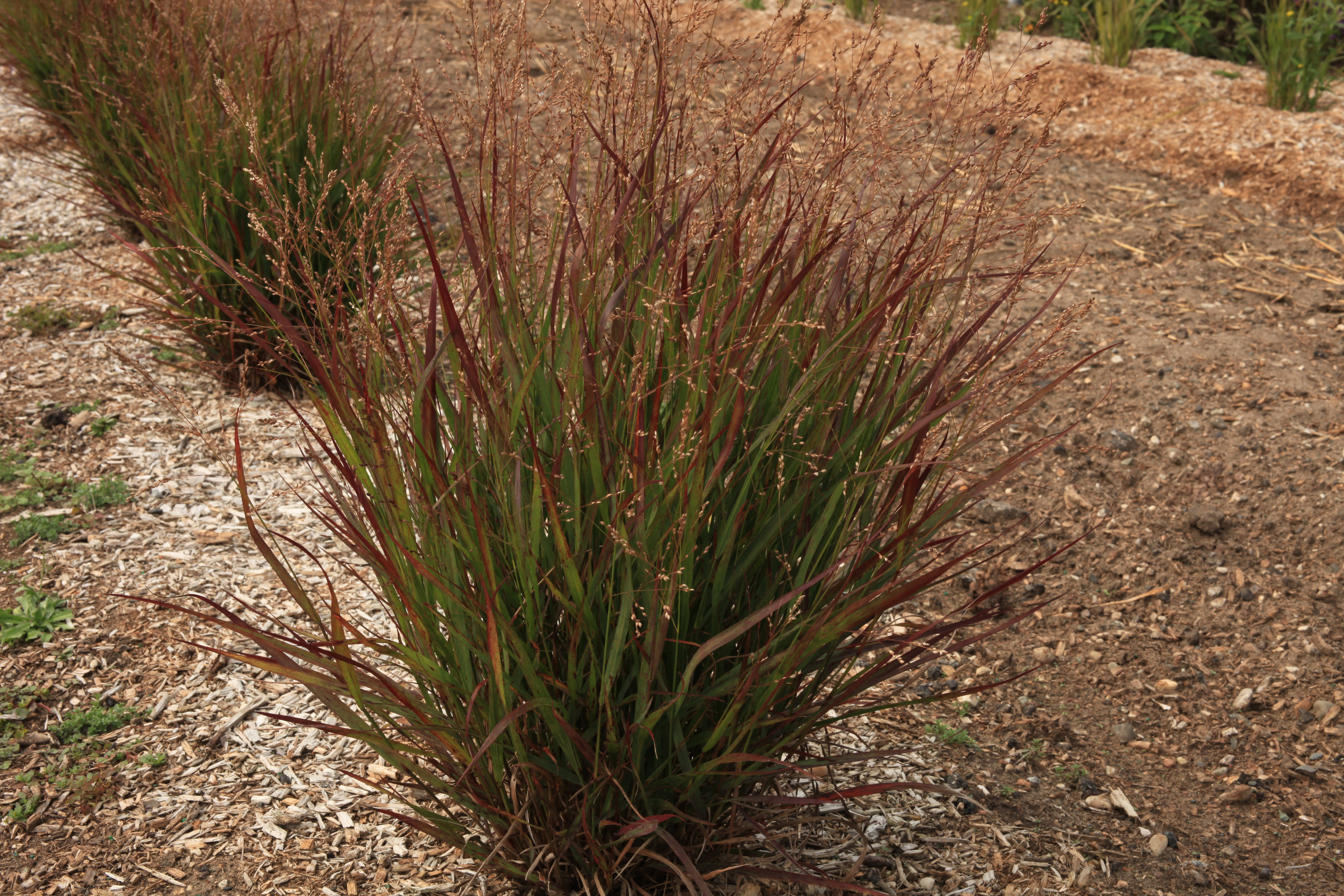 Grass - Panicum virgatum Dream Catcher® Spark™ ('Nonkrapsr') 