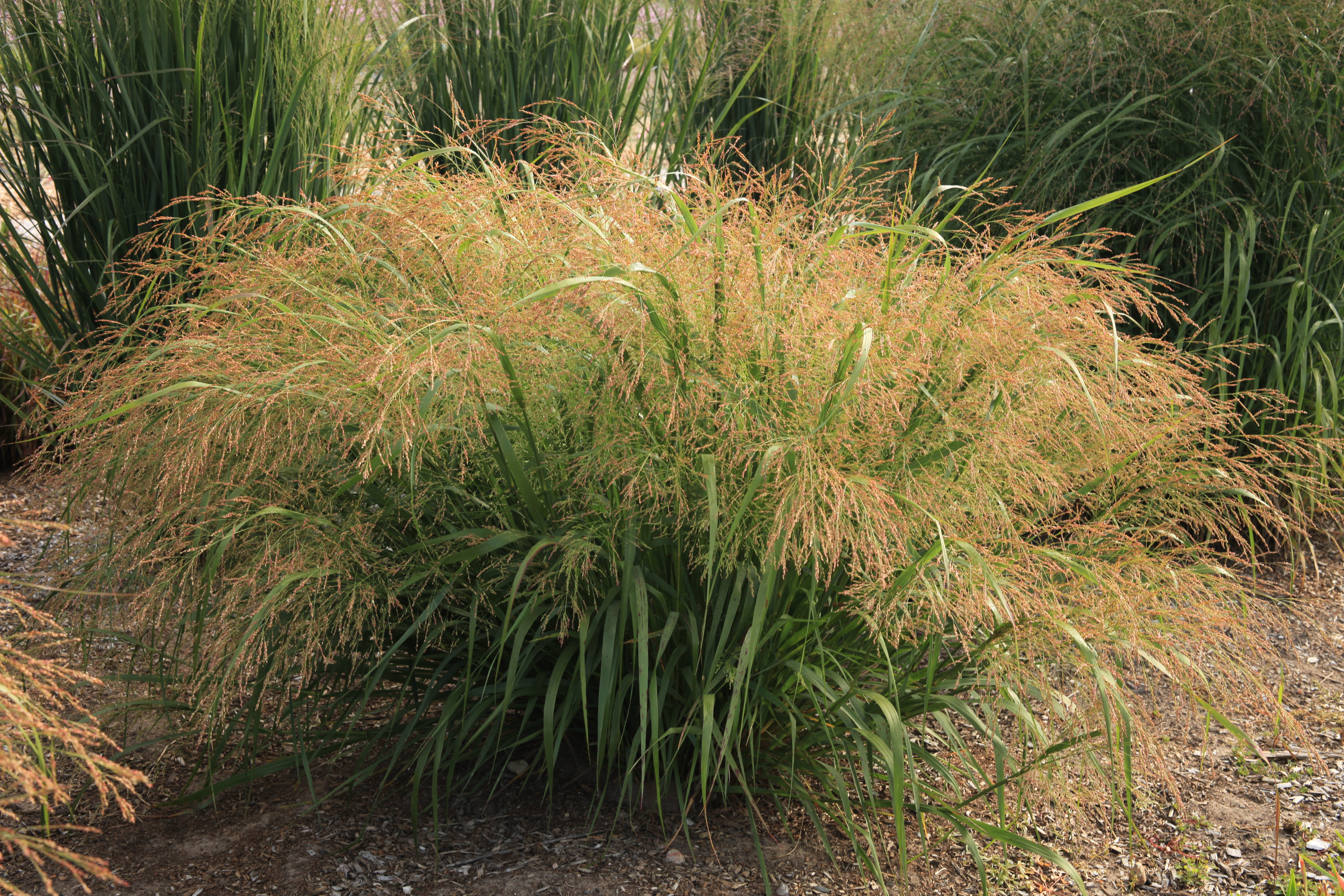 Grass - Panicum virgatum Dream Catcher® Wellspring Gold™ ('Nondlogg') 