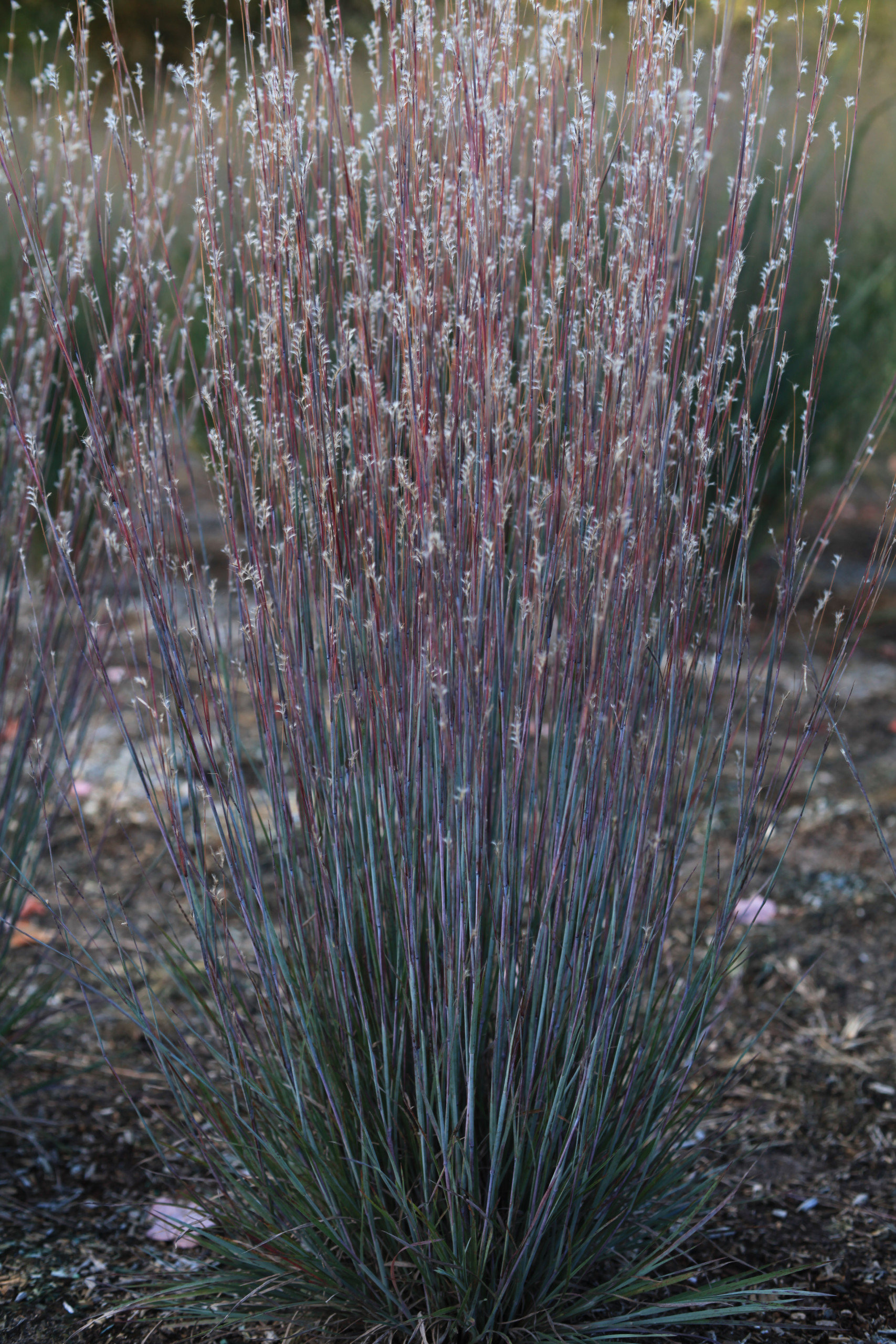 Grass - Schizachyrium scoparium Free Spirit® Blue Flame™ ('Nonemal') 