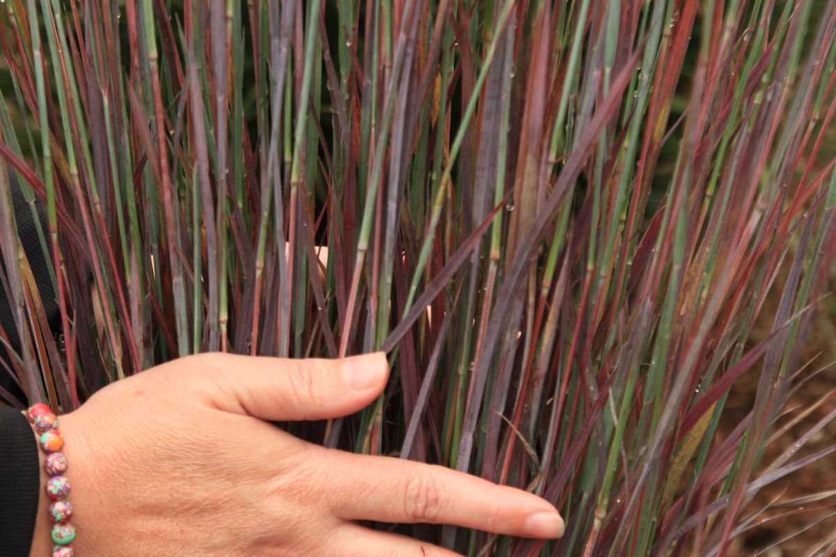 Grass - Schizachyrium scoparium Free Spirit® Comet™ ('Nontemoc')