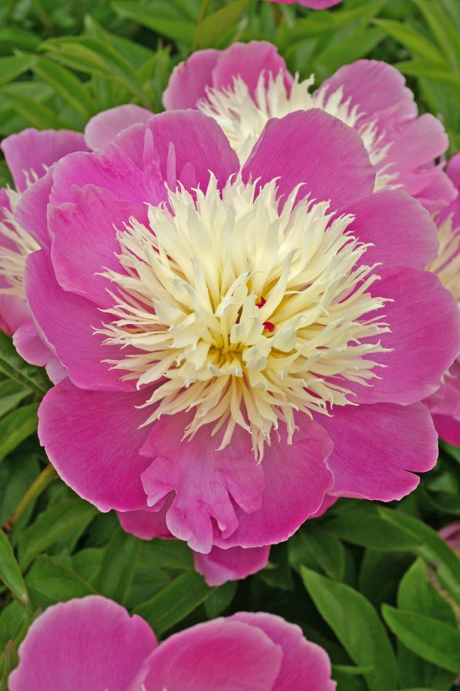 Paeonia lactiflora 'Bowl of Beauty' 