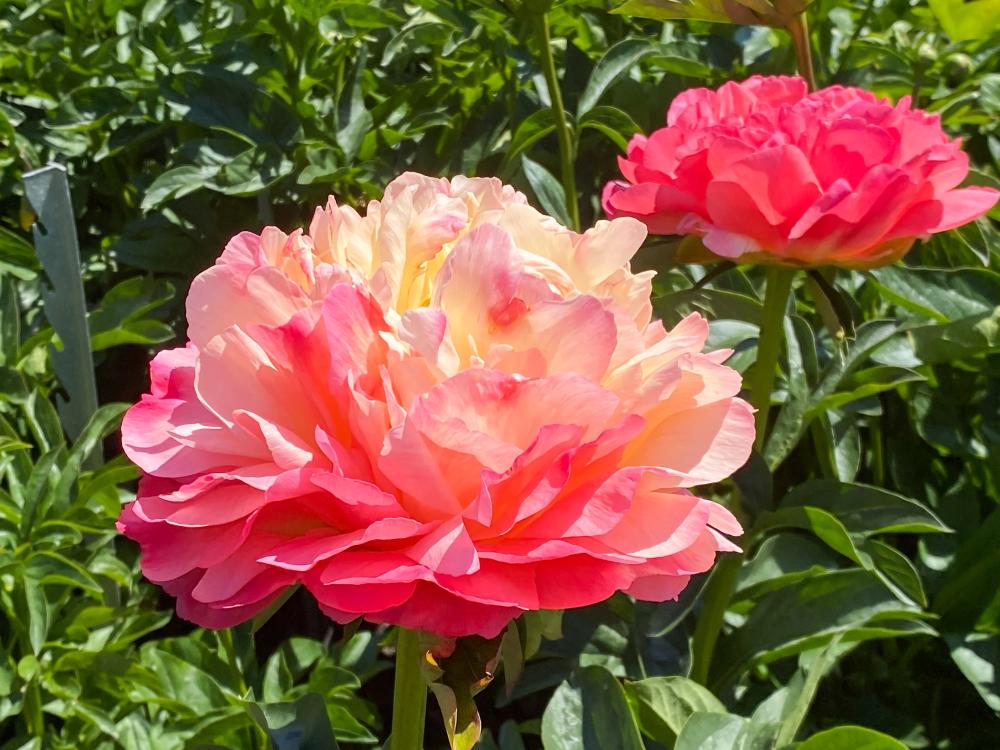 Paeonia hybrid 'Coral Sunset'