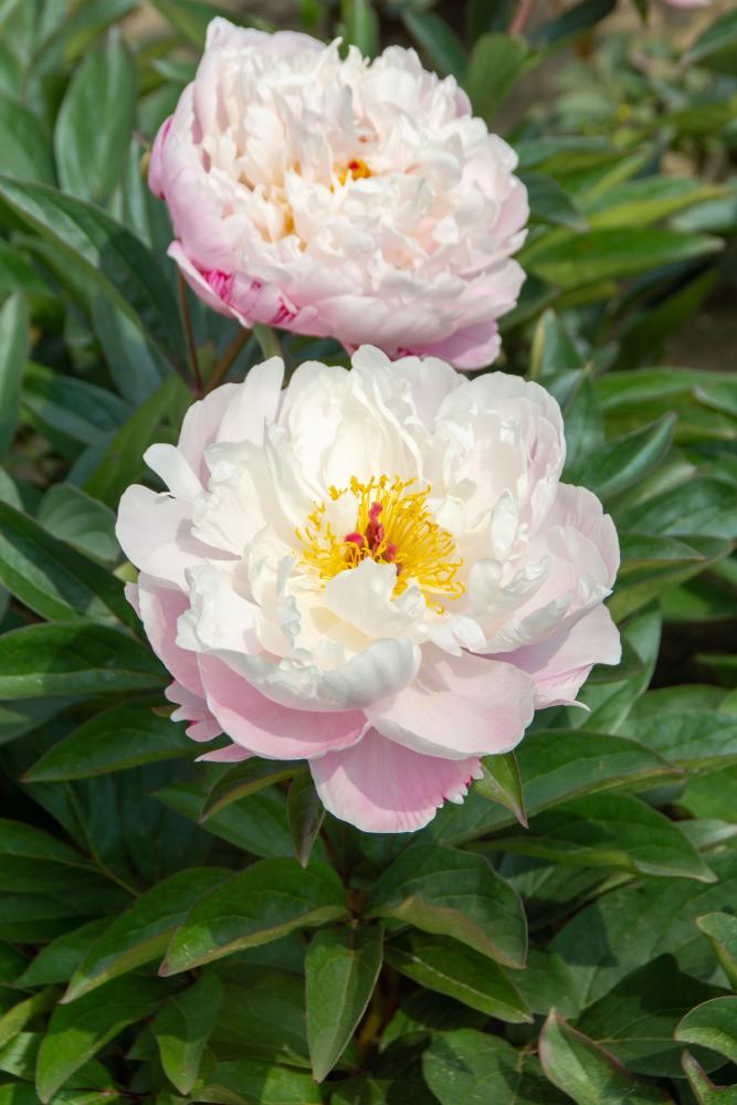 Paeonia lactiflora 'Lady Alexandra Duff' 