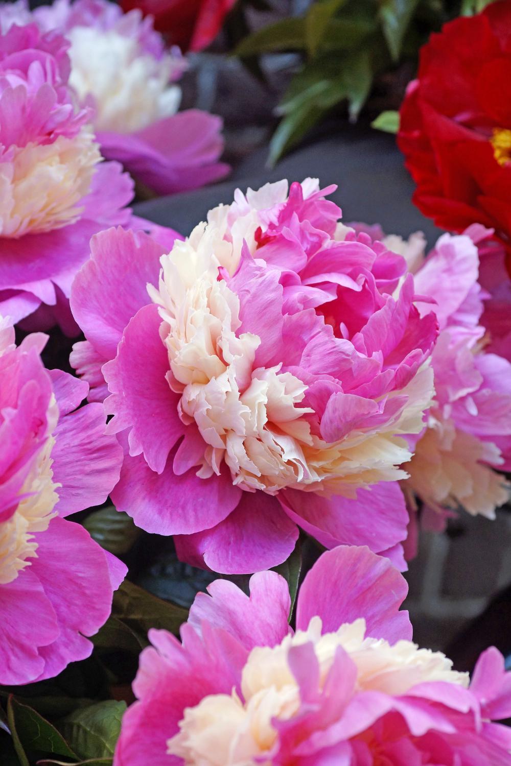 Paeonia lactiflora 'Sorbet'