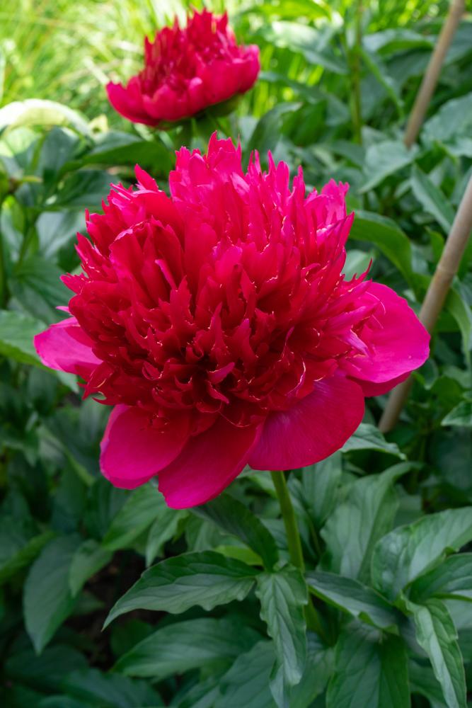 Paeonia lactiflora 'Many Happy Returns' 