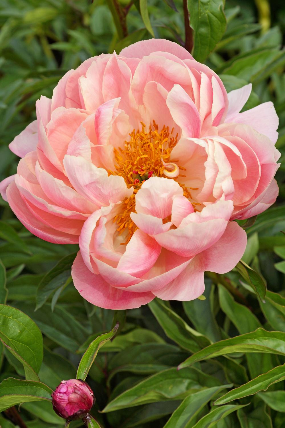 Paeonia hybrid 'Pink Hawaiian Coral' 