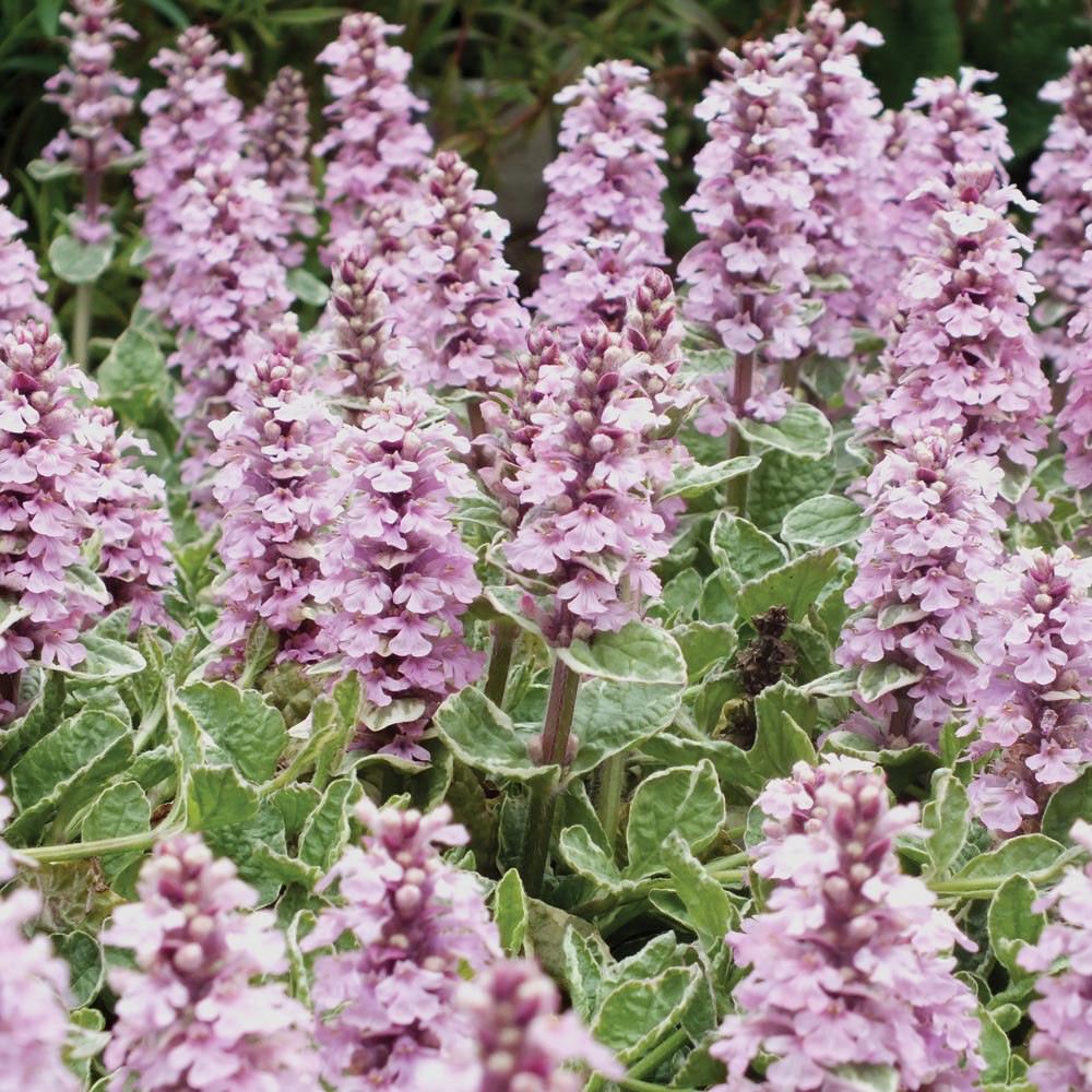 Ajuga reptans 'Pink Lightning' PP22255 