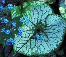 Brunnera macrophylla 'Jack Frost'