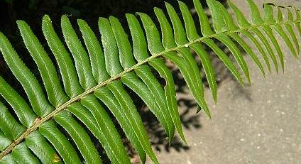 Fern - Polystichum munitum (Western Sword Fern)
