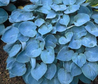 Hosta hybrid 'Hadspen Blue'