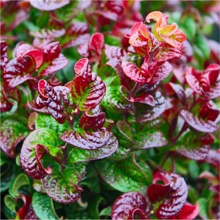Leucothoe axillaris Leafscape™ Twisting Red ('Opstal 20') PPAF