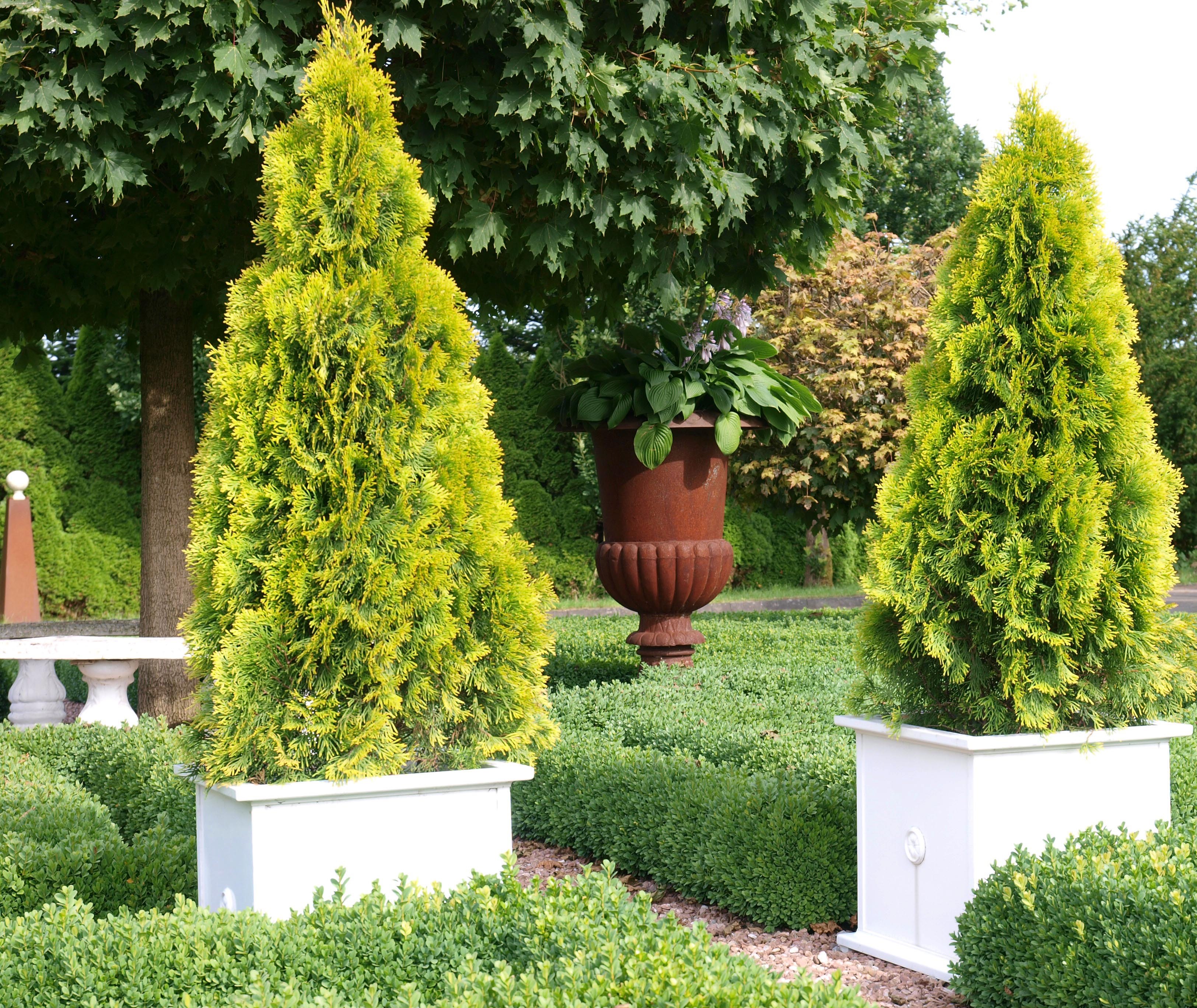 Thuja occidentalis Highlights® 'Janed Gold' PP21967