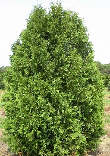 Thuja occidentalis 'Nigra'
