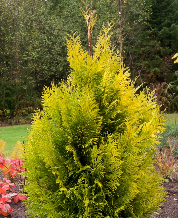 Thuja plicata Forever Goldy ('4ever') PP19267*