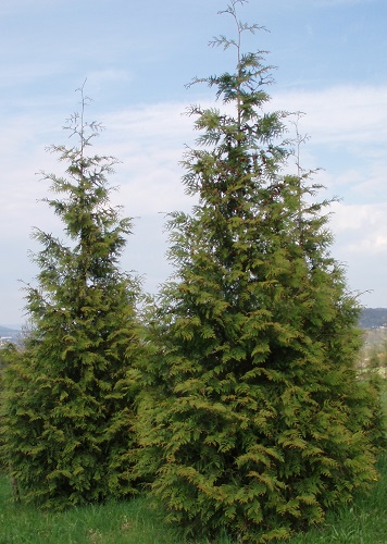 Thuja plicata 'Excelsa'
