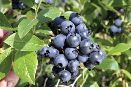 Vaccinium corymbosum 'Northblue'