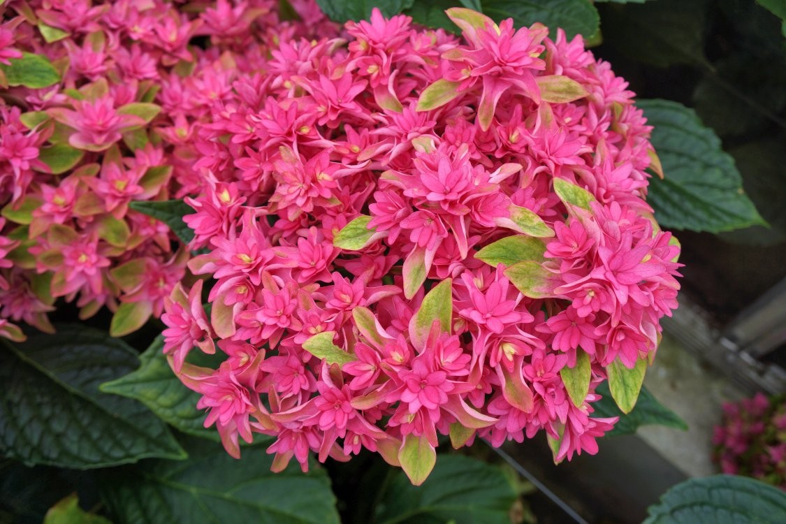 Hydrangea macrophylla x paniculata WOWTime® ('H21-3')