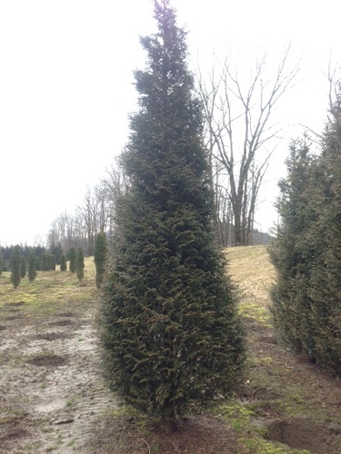 Thuja plicata 'Northern Spire' PP31298