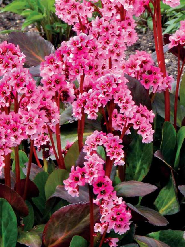 Bergenia 'Pink Dragonfly'