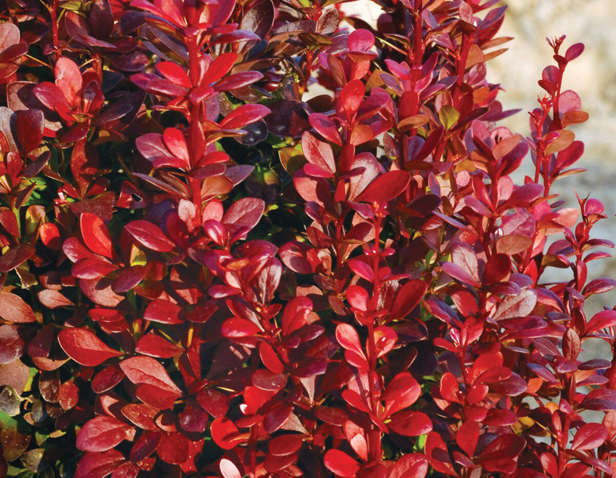 Berberis thunbergii 'Red Torch' PP22220*
